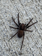 Uliodon