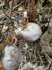 Gomphidius oregonensis