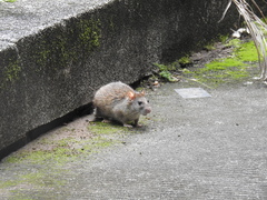 Rattus norvegicus