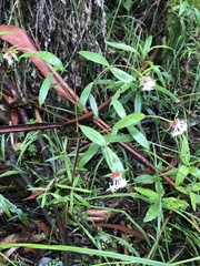Pimelea ligustrina