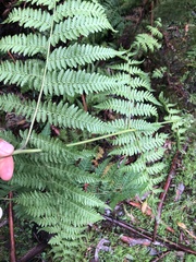 Hypolepis glandulifera