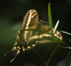 Heraclides andraemon