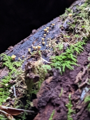 Calycina citrina