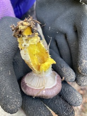 Gomphidius oregonensis