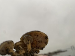 Flammulina velutipes