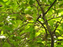 Phylloscopus soror
