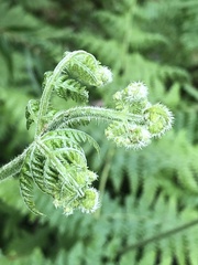 Hypolepis glandulifera
