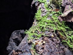 Calycina citrina