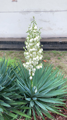 Yucca gloriosa