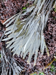 Fucus distichus edentatus