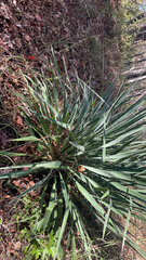 Yucca louisianensis