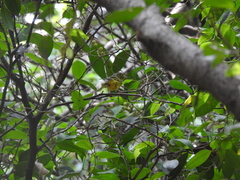 Phylloscopus soror