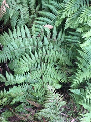 Hypolepis glandulifera