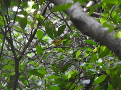 Phylloscopus soror