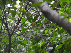 Phylloscopus soror