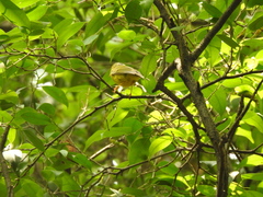 Phylloscopus soror