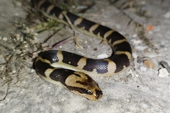 Homalopsis buccata