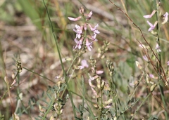 Astragalus flexuosus