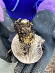 Gomphidius oregonensis