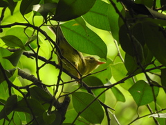 Phylloscopus soror
