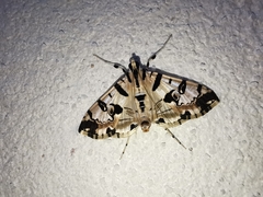 Conchylodes salamisalis