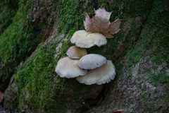Crepidotus mollis