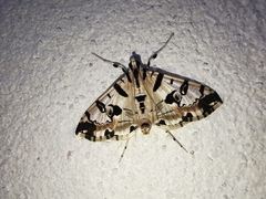 Conchylodes salamisalis
