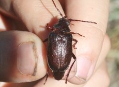 Prionus emarginatus