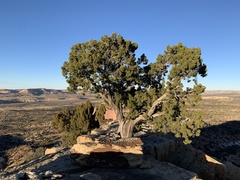 Juniperus monosperma