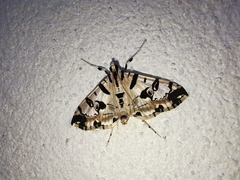 Conchylodes salamisalis