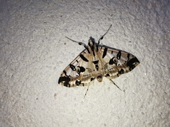 Conchylodes salamisalis