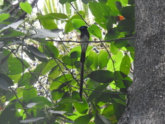 Terpsiphone atrocaudata