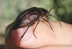 Prionus emarginatus