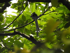 Terpsiphone atrocaudata