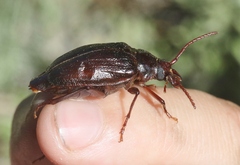 Prionus emarginatus