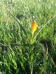 Bulbinella latifolia doleritica