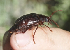 Prionus emarginatus