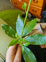 Cephaleuros lagerheimii