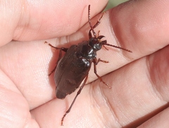 Prionus emarginatus