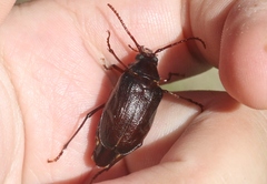 Prionus emarginatus