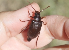 Prionus emarginatus