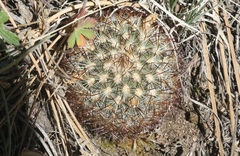 Pediocactus simpsonii