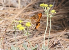 Speyeria coronis halcyone