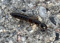 Xantholinus longiventris