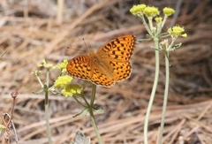 Speyeria coronis halcyone