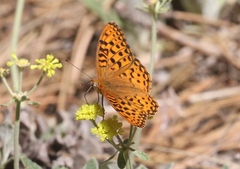 Speyeria coronis halcyone