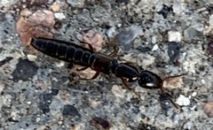 Xantholinus longiventris