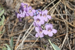 Penstemon secundiflorus