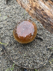 Flammulina velutipes