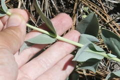 Penstemon secundiflorus